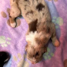 Brown Collar - Red merle female Australian Shepherd puppy in Winston Salem, North Carolina from Serenity Acres Aussies