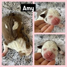 Amy - Blue fawn female American Staffordshire Terrier puppy in Marietta, Georgia from Ambition Amstaffs