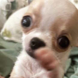 Cavapoos and Chihuahuas from Cuddlebug Cavapoos of Austin