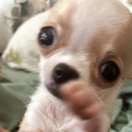 Cavapoos and Chihuahuas from Cuddlebug Cavapoos of Austin