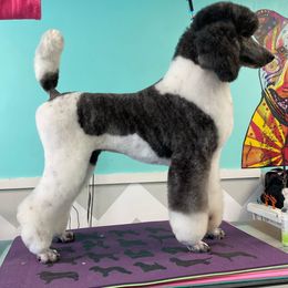 Maxine - Parti female Poodle puppy in Paris, Kentucky from Silverstone Kennel