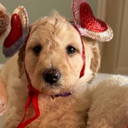 KitKat - Cream female Goldendoodle puppy in Pensacola, Florida from Goldendoodles Love You in Pensacola Friend Edition