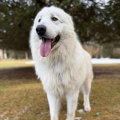 Hashish Kebab - Maremma Sheepdog