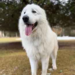 Hashish Kebab - Maremma Sheepdog