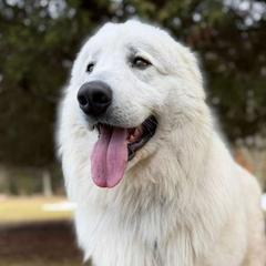 Hashish Kebab - Maremma Sheepdog