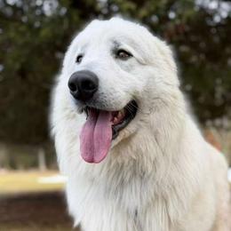 Hashish Kebab - Maremma Sheepdog