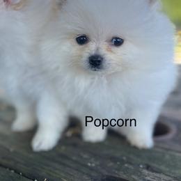 Popcorn - Cream parti male Pomeranian puppy in Stuart, Virginia from Lil Aussie Posse