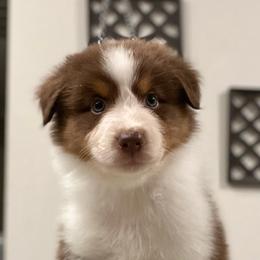 Reign (Red) - Red tri-color female Australian Shepherd puppy in Navasota, Texas from Triple MMM Kennel
