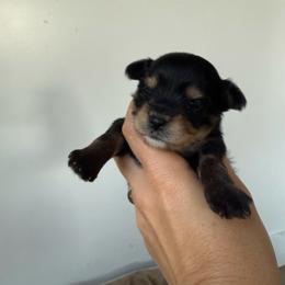Finley - Black and tan male Yorkshire Terrier puppy in Elk Ridge, Utah from Janita's Yorkshire Terriers