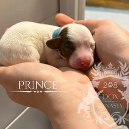 Dachshund Puppies from 208 Dox Dynasty