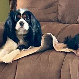 Charlotte - Cavalier King Charles Spaniel