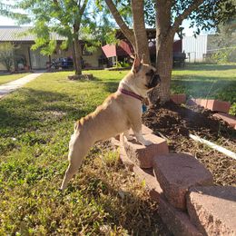 French Bulldogs from Mischief Managed French Bulldogs