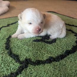 Ghost - White male Pomeranian puppy in Comer, Georgia from HillTop Pomeranians ✨