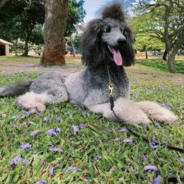 Zeus - Poodle