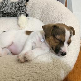 Russell Terriers from Royal Russells Ranch
