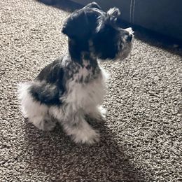 Miniature Schnauzer Puppies from Cali Sun-kissed Schnauzers