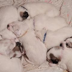 Great Pyrenees Puppies from Duck Creek Poultry Place & Wilson's Waterfowl