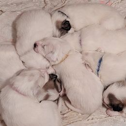 Great Pyrenees Puppies from Duck Creek Poultry Place & Wilson's Waterfowl