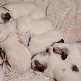 Great Pyrenees Puppies from Duck Creek Poultry Place & Wilson's Waterfowl