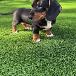Dachshund Puppies from Sweet As Pie Doxies