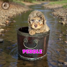 Pebble - Merle female Bernedoodle puppy in Banner Elk, North Carolina from Walnut Tree Bernedoodles