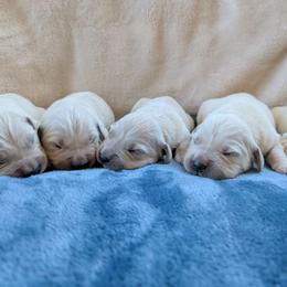 Male 2 - Light golden male Golden Retriever puppy in Roseburg, Oregon from Unbound Goldens