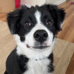Baker - Black tri-color male Australian Shepherd puppy in Albany County, New York from Allie Acres Australian Shepherds