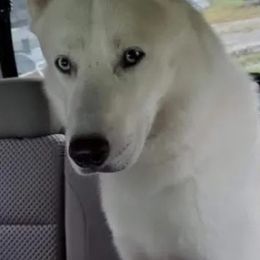 Siberian Huskies from P5 Kennel