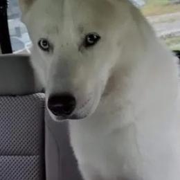 Siberian Huskies from P5 Kennel