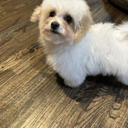 Ben - White male Maltipoo puppy in Royse City, Texas from Cleveland's Poodles
