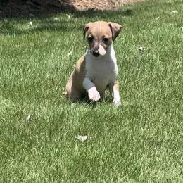 Boy 2 - Red male Italian Greyhound puppy in Sugar Valley, Georgia from Pinnacle Farm and Kennel