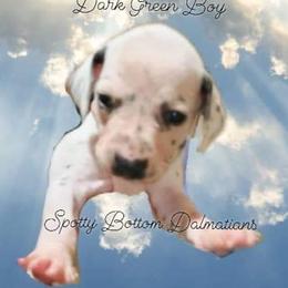 Dalmatian Puppies from Spotty Bottom Dalmatians