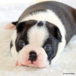 Marshall - Black and white male Boston Terrier puppy in Winnsboro, Texas from JP Ranch Bulldogs