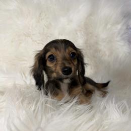 Daisy - Sable female Dachshund puppy in Fredericksburg, Indiana from Blue River Mini Dachshunds