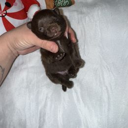 Clawdeen - Chocolate female Pomeranian puppy in Tucson, Arizona from Pomutopia