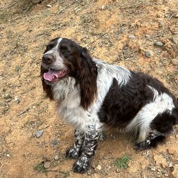 Skylar - English Springer Spaniel