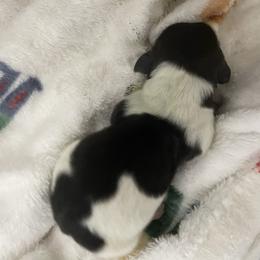 Boy 1 - Piebald male Dachshund puppy in Yelm, Washington from Hughes' Doxies
