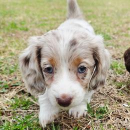 Lumi (Luna) - Dapple female Dachshund puppy in Castalia, North Carolina from Short Stuff Doxies