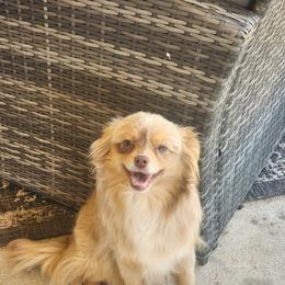 Gemma - Toy Australian Shepherd