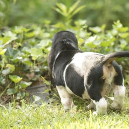 Charley - Black brown and white Basset Hound puppy in Middle Ga 1.5 Hrs From Atlanta, Georgia from Mountain Ridge Basset Hounds