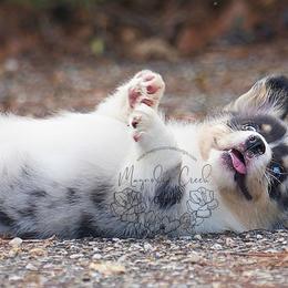 American Corgi and Pembroke Welsh Corgi Puppies from Magnolia Creek Corgis