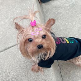 Fefe - Yorkshire Terrier