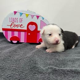 Flurry - Black and tan female Pembroke Welsh Corgi puppy in Waco, Texas from The Comma Corgis