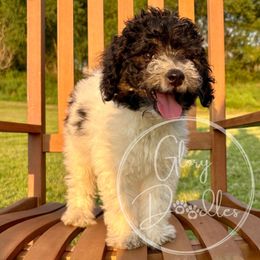 Sakura (Purple) - Tri-color female Bernedoodle puppy in Rockwall, Texas from Glory Doodles
