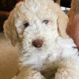 Aussiedoodles, Goldendoodles, and Poodles from Boujie Doodles and Poodles