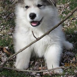 Alaskan Malamute Puppies from Kalamals