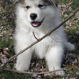 Alaskan Malamute Puppies from Kalamals