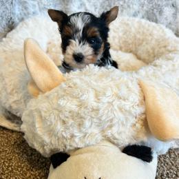 Boy - Black tan and white male Biewer Terrier puppy in Chester, South Carolina from Classic Biewers