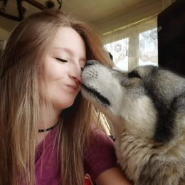 Siberian Husky Puppies from Breezy Valley Siberians