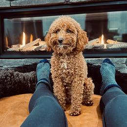 RUBY - Poodle